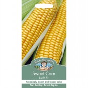 SWEET CORN Swift F1