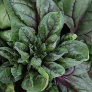 SPINACH Rubino F1