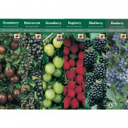 Boxed Fruits