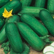 CUCUMBER Beth Alpha
