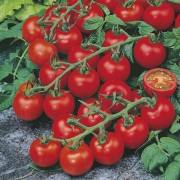 TOMATO Red Cherry.