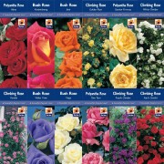 Boxed Roses