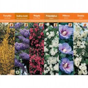 Boxed Shrubs