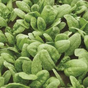 SPINACH Cello F1