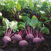 BEETROOT Moulin Rouge