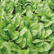 SPINACH Emilia F1