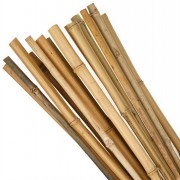 Bamboo Canes 7-8
