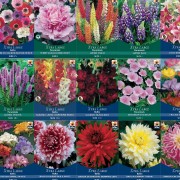 Summer Xtra Large Bulbs