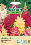 Antirrhinum Intermdiate Mix