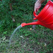 Watering Can Rose Red