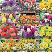 Spring Bulb Landscape Bags