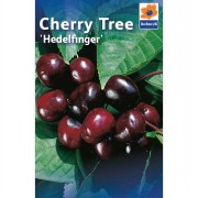 Fruit Trees 1.4m-1.6m