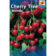 Fruit Trees 1.4m-1.6m