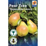 Fruit Trees 1.4m-1.6m