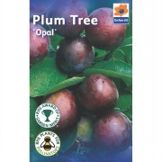 Fruit Trees 1.4m-1.6m
