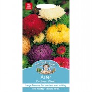 ASTER Duchess Mixed.