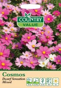 Cosmos Dwarf Sensation Mixed