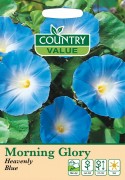 Morning Glory Heavenly Blue.
