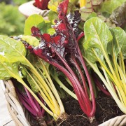 CHARD Bright Lights
