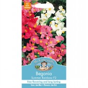 BEGONIA Summer Rainbow F2