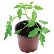 Grow Pots Recyc 14cm  5pc