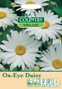 Ox-Eye Daisy