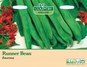 Runner Bean Enorma.