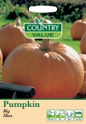 Pumpkin Big Max