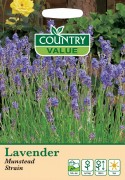 Lavender Munstead Strain