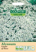 Alyssum