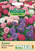 Aster Colour Carpet Mixed