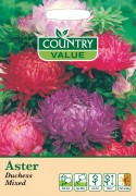 Aster Duchess Mixed