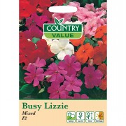 Buzy Lizzie