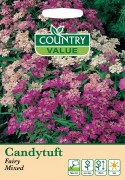 Candytuft
