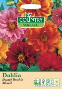 Dahlia