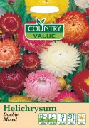 Helichrysum