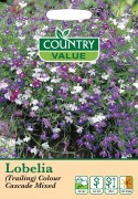 Lobelia Colour Cascade