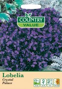 Lobelia Crystal Palace