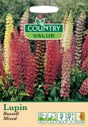 Lupin