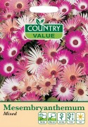 Mesembryanthemum