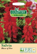 Salvia