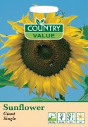 Sunflower Giant Single