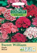 Sweet William
