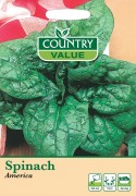 Spinach