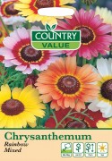 Chrysanthemum Rainbow Mixed