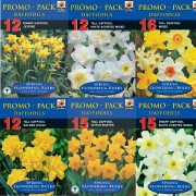 Spring Bulb Daffs Promo Pack