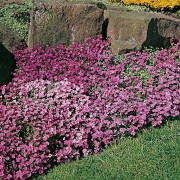 Aubretia Large Flowered