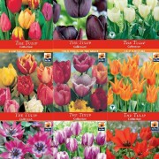 Spring Bulb Daffodils&Tulips