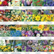 Spring Bulb Lifestyle
