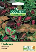Coleus Rainbow Mixed
